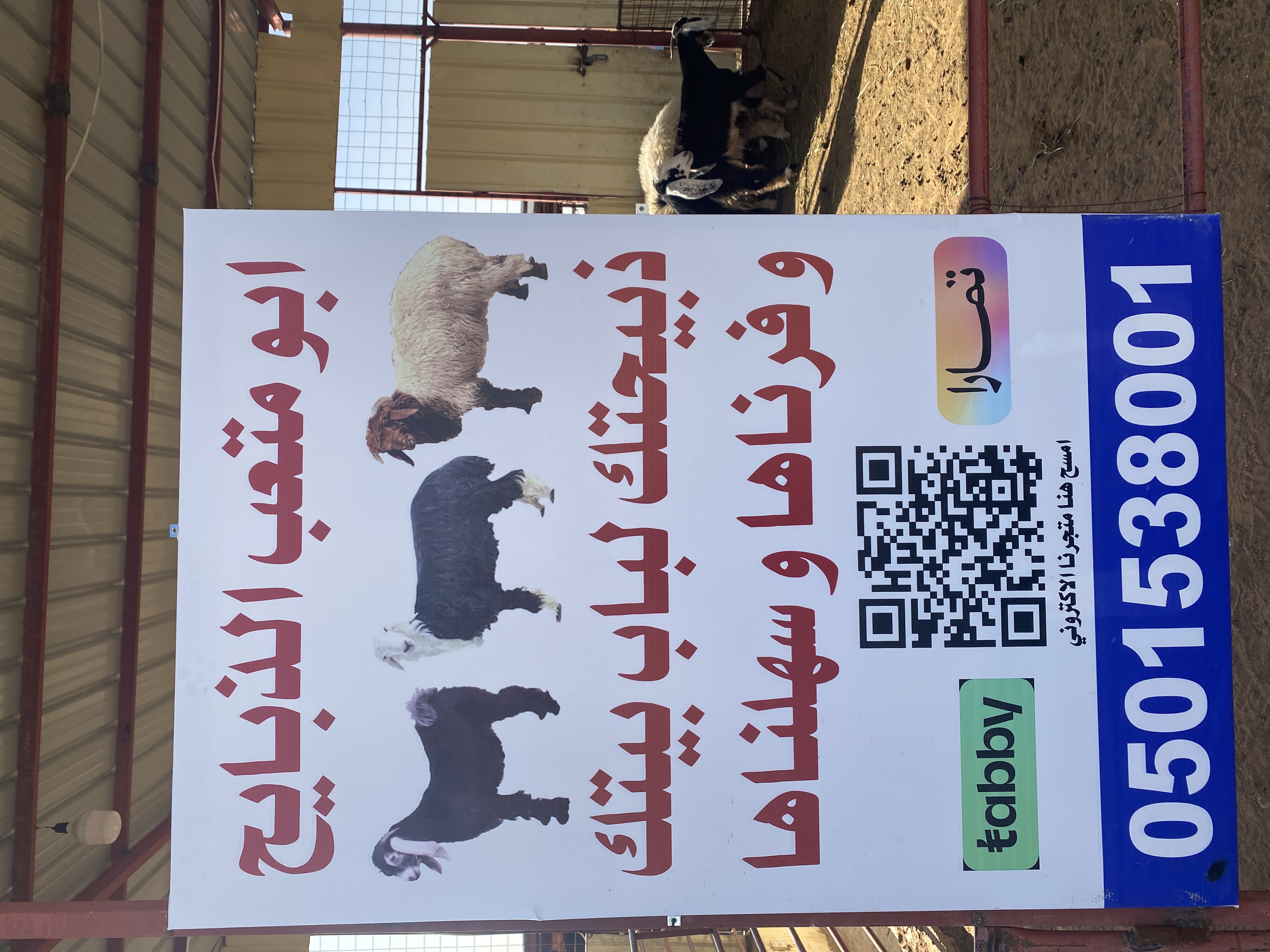 ابو متعب للذبائح